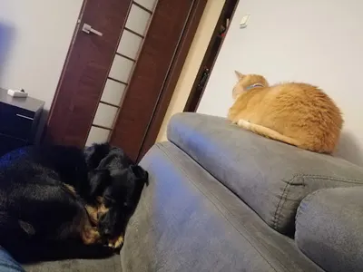 Restart - Koci behawiorysta - zoopsycholog- Warszawa i okolice